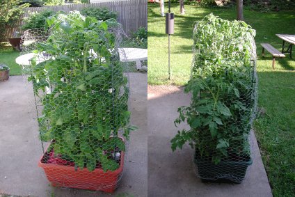 German Pink / Cherry Tomatoes